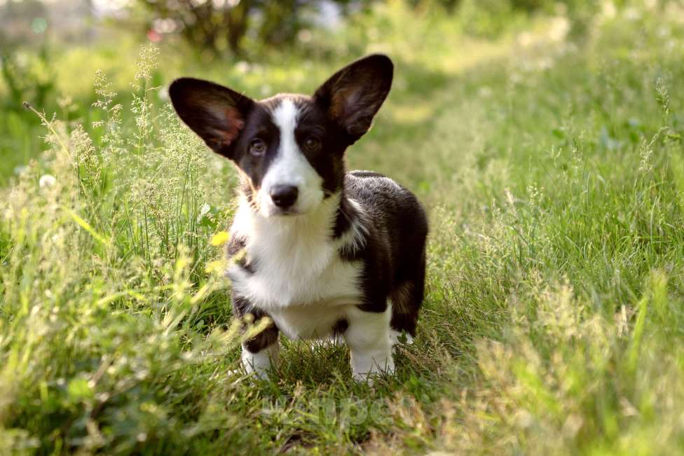 Собаки в Кемерово: Щенок вельш корги кардиган Мальчик, 50 000 руб. - фото 3