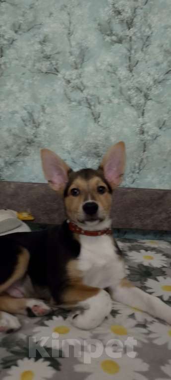 Собаки в Новоалтайске: В добрые руки  Мальчик, Бесплатно - фото 1