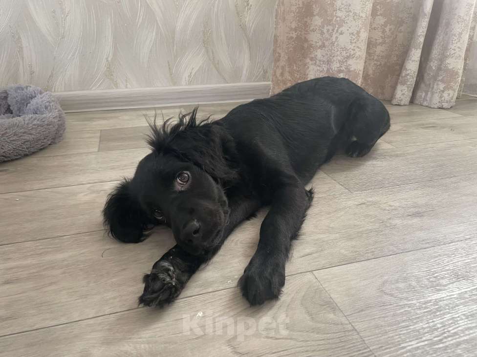 Собаки в Самаре: Кокер-спаниель в добрые руки Девочка, Бесплатно - фото 1