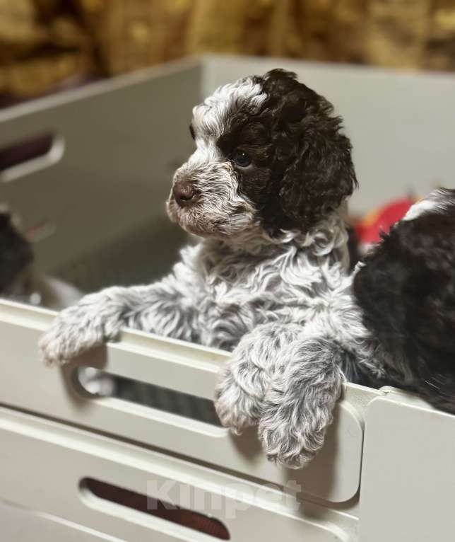 Собаки в Москве: Лаготто Романьоло щенки Разнополые, 180 000 руб. - фото 7