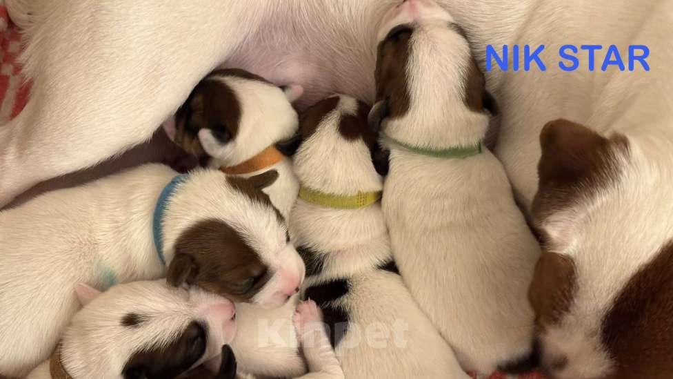 Собаки в Москве: Щенок джек-рассел-терьер от титулованных родителей  Мальчик, 35 000 руб. - фото 5