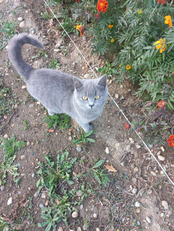 Кошки в других городах Ставропольского края: Отдам в добрые руки Мальчик, Бесплатно - фото 4