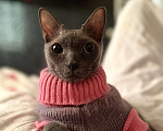 Кошки в Краснодаре: Отдам кота в добрые руки Мальчик, Бесплатно - фото 3