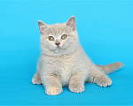 Кошки в Ульяновске: Британский котенок (кошечка) Девочка, 20 000 руб. - фото 1