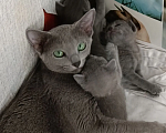 Кошки в Калининграде: Чистокровная Русская голубая, мальчик, с еврородословной Девочка, 65 000 руб. - фото 2
