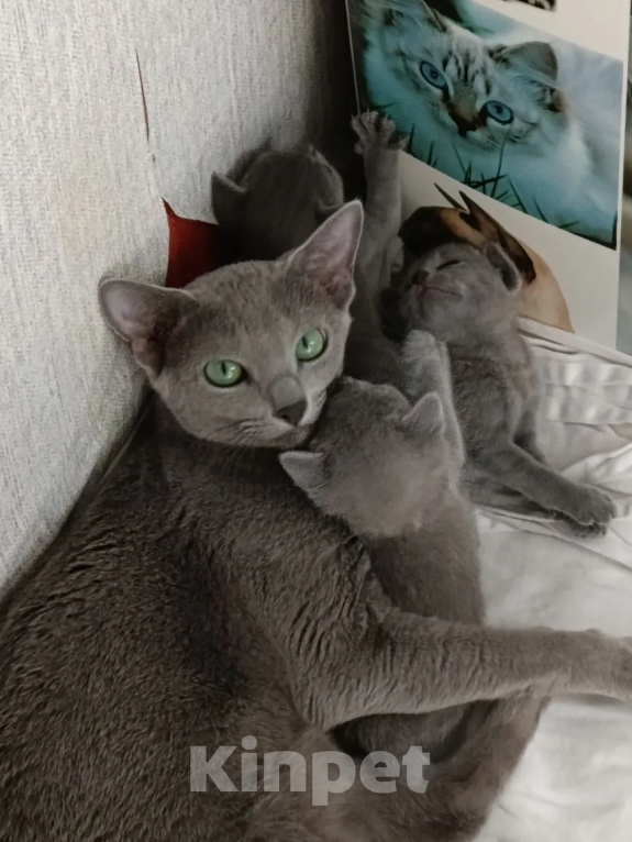 Кошки в Калининграде: Чистокровная Русская голубая, мальчик, с еврородословной Девочка, 65 000 руб. - фото 2