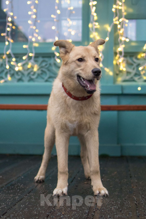 Собаки в Москве: Щенки бесплатно в Москве Девочка, Бесплатно - фото 2