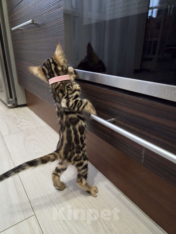 Кошки в Красногорске: Бенгалята Мальчик, 35 000 руб. - фото 5