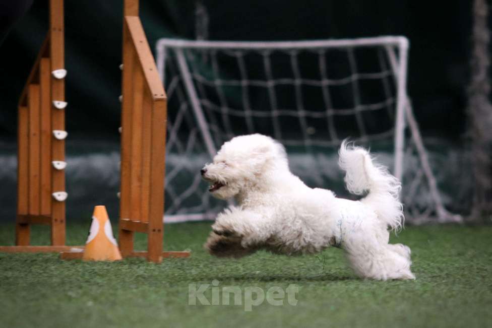 Собаки в Новосибирске: Бишон фризе вязка Мальчик, Бесплатно - фото 2