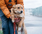 Собаки в Москве: Синди в добрые руки  Девочка, 10 руб. - фото 3