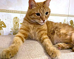 Кошки в Москве: Степа, милый, трогательный котик-подросток в добрые руки Мальчик, Бесплатно - фото 3
