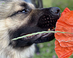 Собаки в Москве: Молодой кавказец в дар, Бесплатно - фото 3