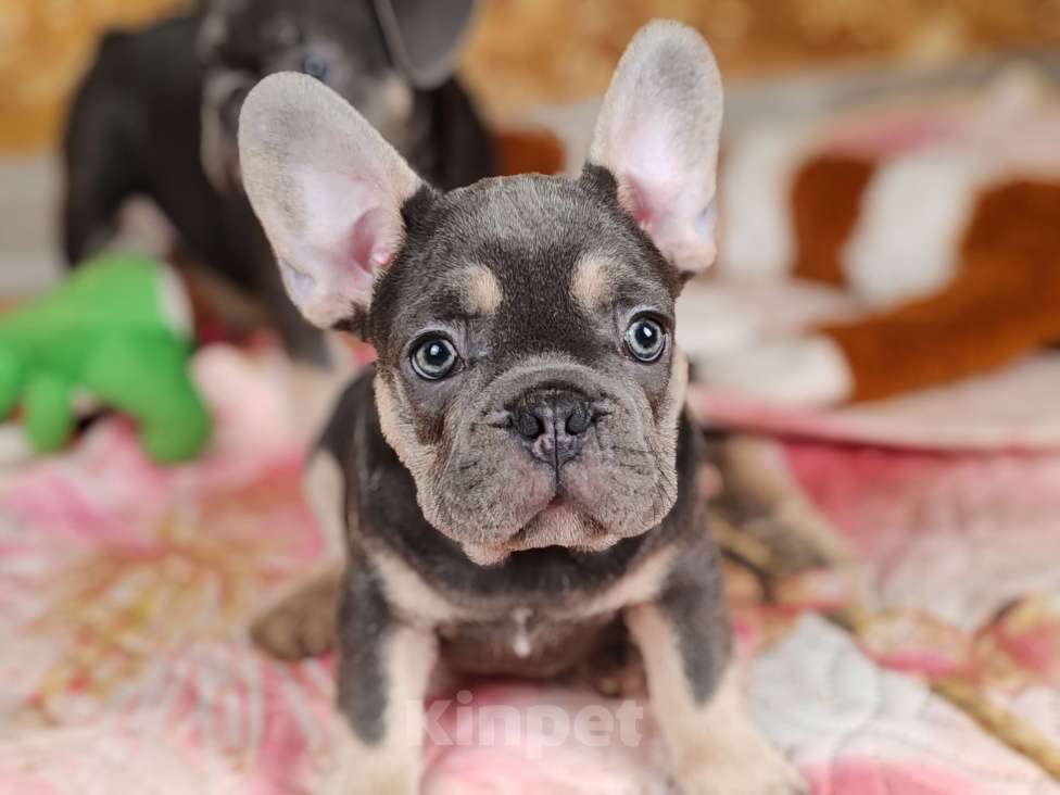 Собаки в Санкт-Петербурге: Шикарная голубая девочка Девочка, 70 000 руб. - фото 9