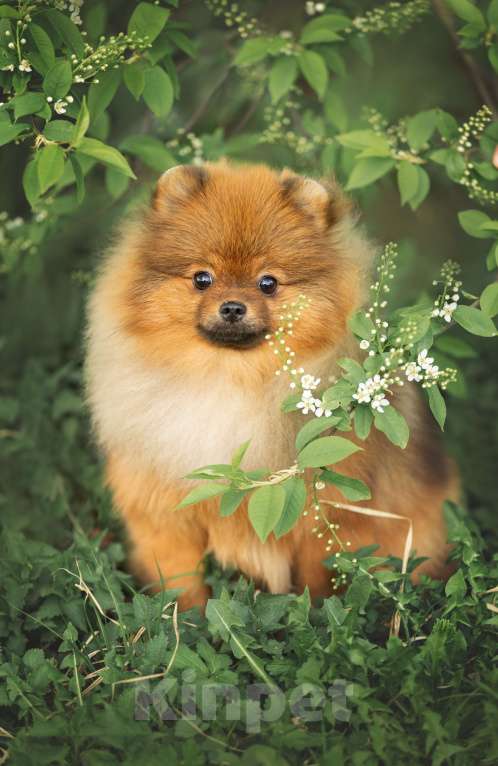 Собаки в Пушкино: Красавец померанец! Мальчик, 50 000 руб. - фото 3