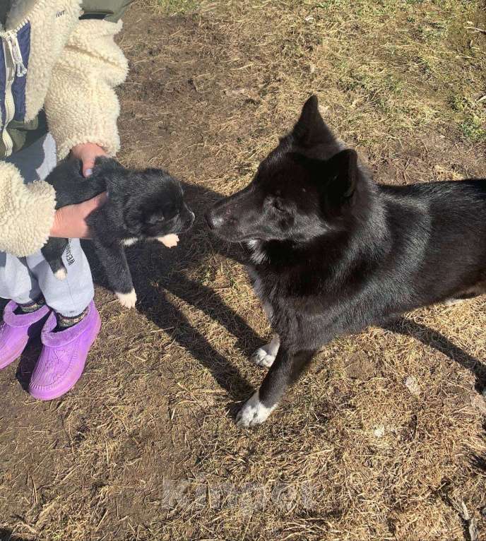 Собаки в других городах Ленинградской области: Альма Девочка, Бесплатно - фото 2