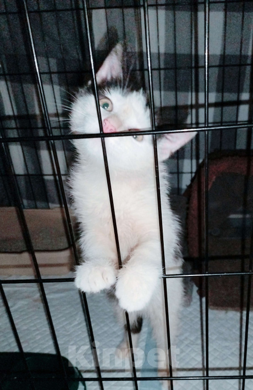 Кошки в других городах Московской области: Малыш Руни в добрые руки Мальчик, Бесплатно - фото 4