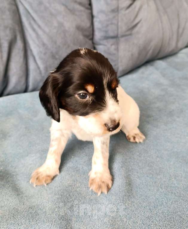 Собаки в других городах Новосибирской области: Мальчик Мальчик, 10 000 руб. - фото 1