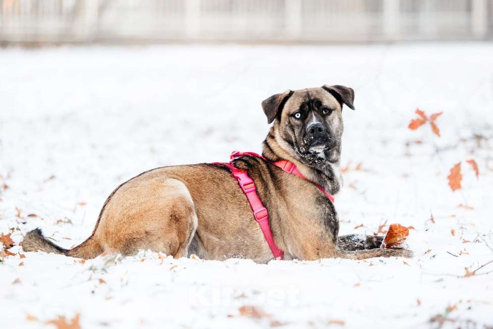 Собаки в Москве: Необычная девочка! Девочка, Бесплатно - фото 5
