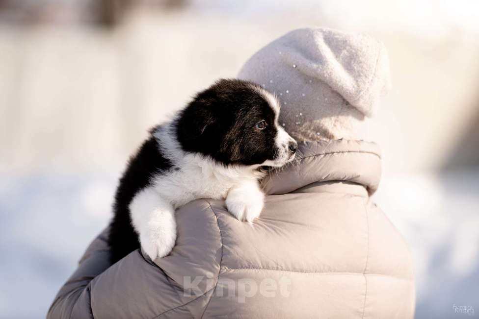 Собаки в других городах Московской области: Щенки миниаусси Мальчик, 60 000 руб. - фото 3