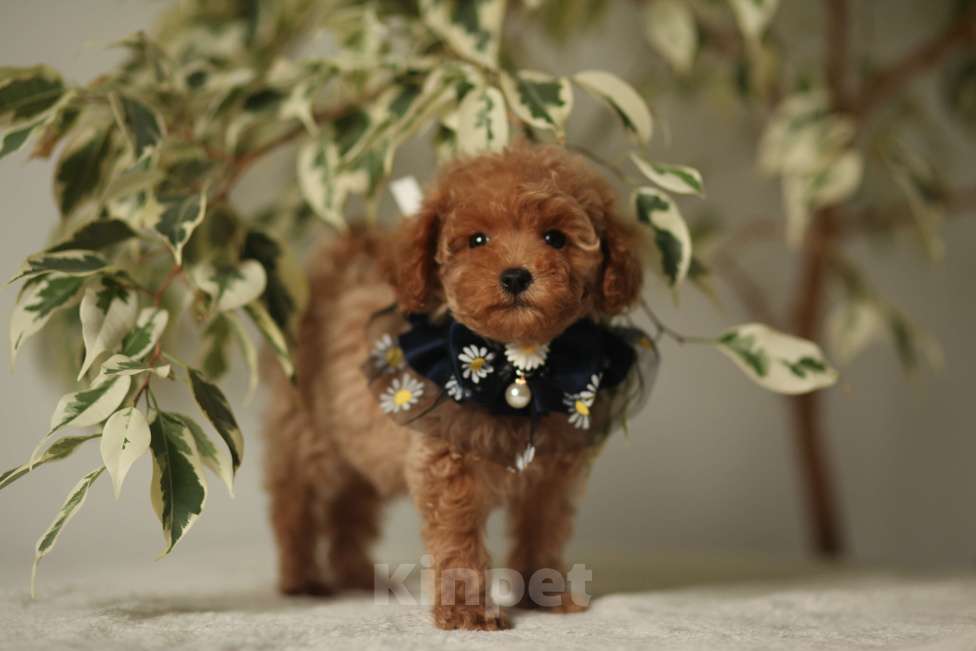 Собаки в Калининграде: Мальтипу мини Мальчик, 85 000 руб. - фото 5