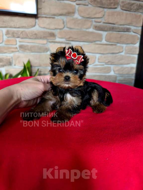 Собаки в Пушкино: Крошечная мини девочка Девочка, 130 000 руб. - фото 1