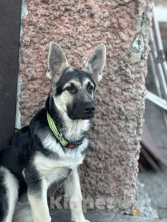 Собаки в Красноярске: Щенок ВЕО Нелли Голд Девочка, Бесплатно - фото 2