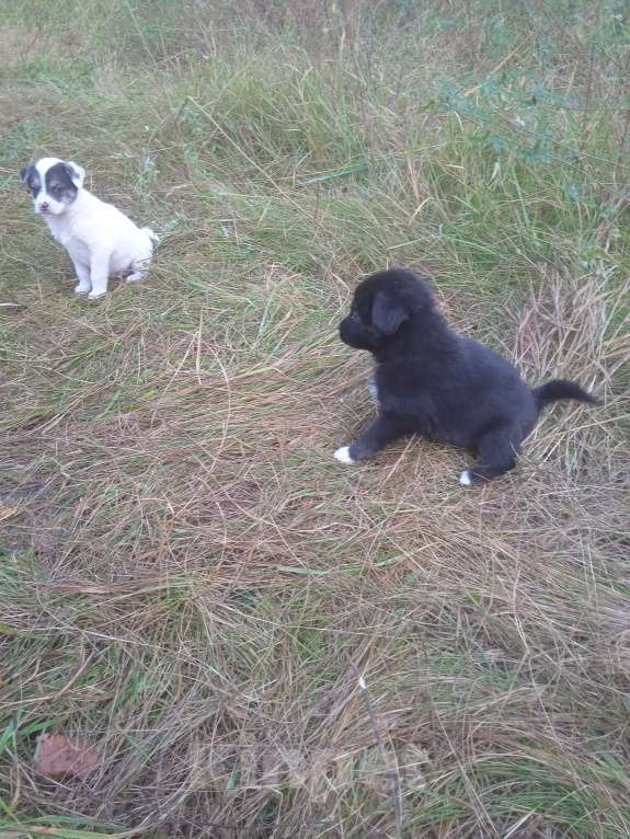 Собаки в Липецке: Очаровательные щенки  Девочка, Бесплатно - фото 9