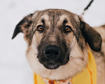 Собаки в Зеленогорске: Грейс. 8 месяцев в добрые руки  Девочка, Бесплатно - фото 1