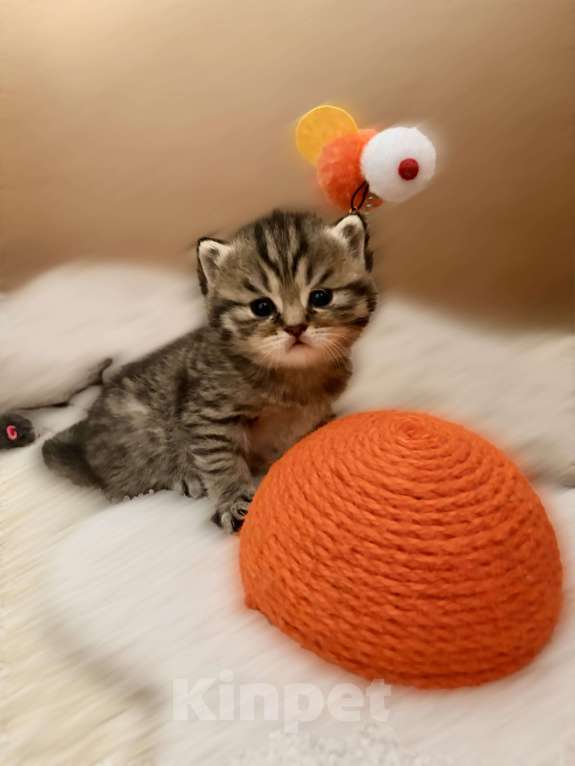 Кошки в Москве: Мокко Мальчик, 15 000 руб. - фото 2