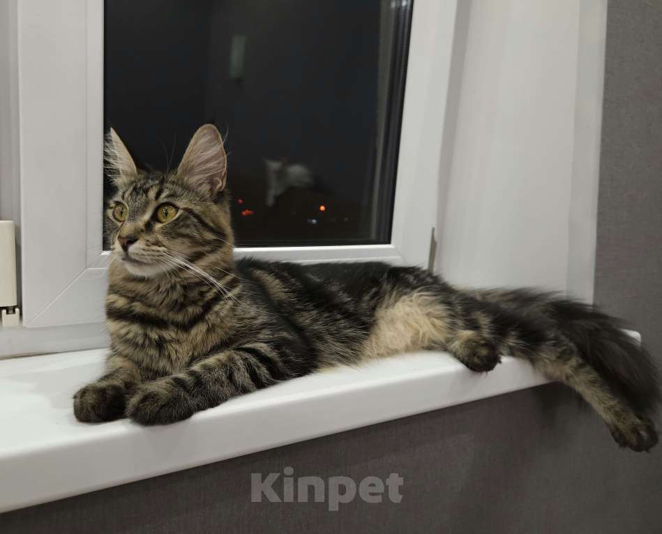 Кошки в Нижнем Новгороде: Котенок мейн-кун Девочка, 12 000 руб. - фото 4