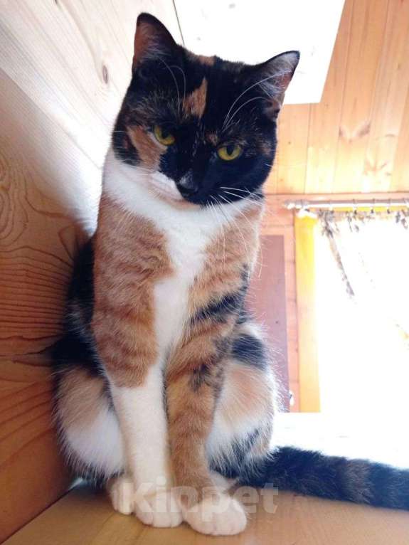 Кошки в Москве: Шоколадку вернули 💔 Девочка, Бесплатно - фото 2