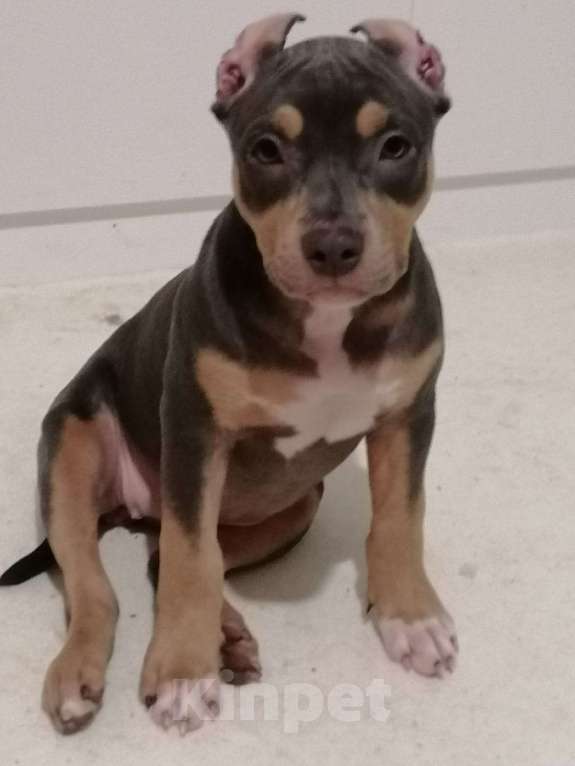 Собаки в Мурином: Девочка Дея ищет семью Девочка, 100 000 руб. - фото 8