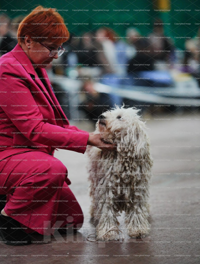 Собаки в Ростове-на-Дону: Молодой кобель пули Мальчик, 30 000 руб. - фото 4