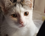 Кошки в Калуге: Котенок в добрые руки Девочка, Бесплатно - фото 4