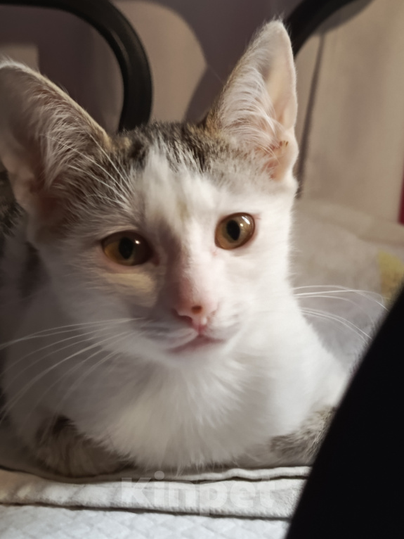 Кошки в Калуге: Котенок в добрые руки Девочка, Бесплатно - фото 4