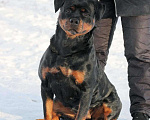 Собаки в Смоленске: Щенки ротвейлера Девочка, 40 000 руб. - фото 3