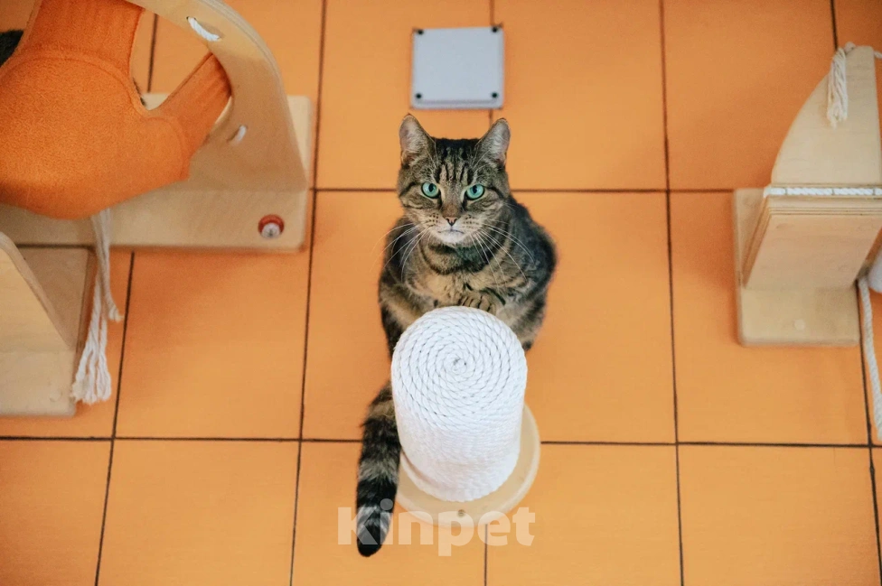 Кошки в других городах Московской области: Тигра в поисках дома Девочка, Бесплатно - фото 6