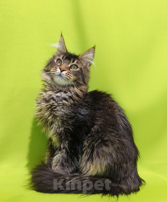 Кошки в Москве: Котенок Мейн-Кун Мальчик Мальчик, 50 000 руб. - фото 3