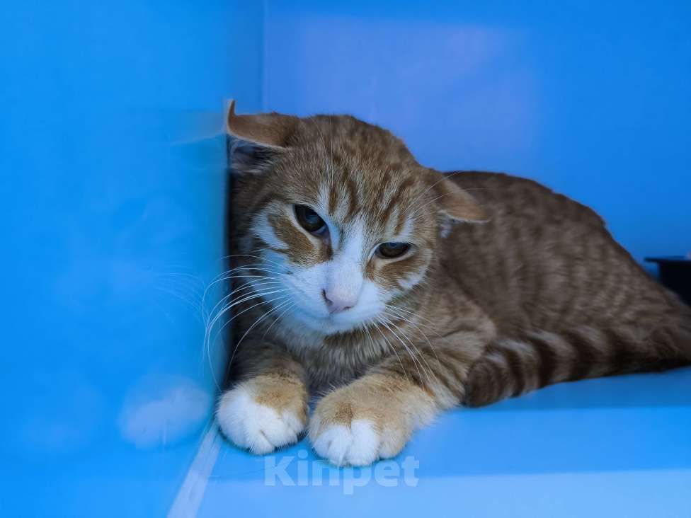 Кошки в Москве: Рыжий котик в добрые руки Мальчик, Бесплатно - фото 4