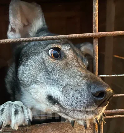 Собаки в Москве: Ракша Девочка, Бесплатно - фото 5