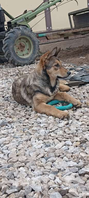Собаки в других городах Московской области: Щенок в дар Девочка, Бесплатно - фото 5