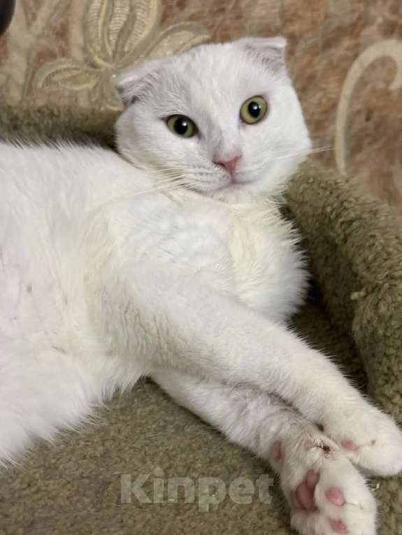 Кошки в Москве: Котенок Юлька в добрые руки Девочка, Бесплатно - фото 1