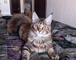 Кошки в Королеве: Мейн-кун котята Девочка, 25 000 руб. - фото 6
