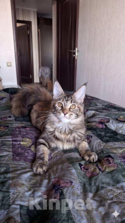 Кошки в Королеве: Мейн-кун котята Девочка, 25 000 руб. - фото 6
