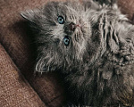 Кошки в Краснодаре: Котятки в добрые ручки Девочка, Бесплатно - фото 5
