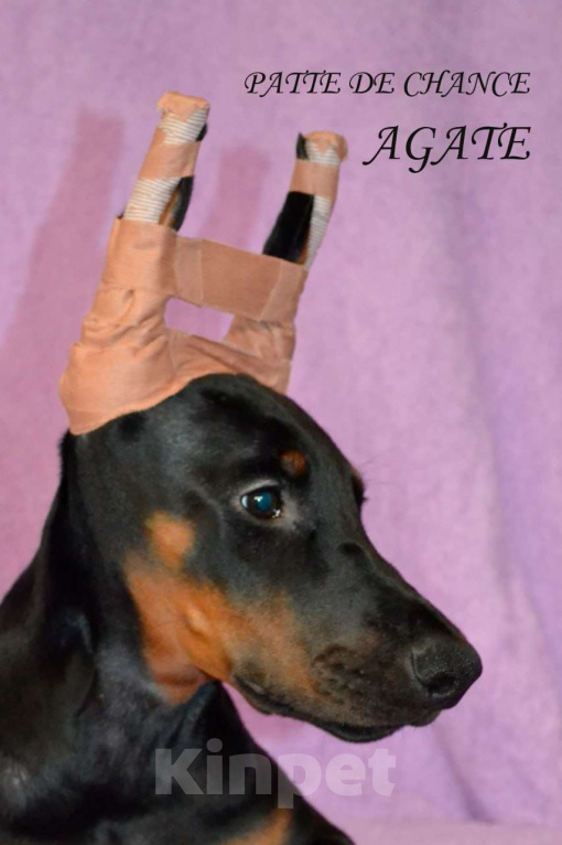 Собаки в Санкт-Петербурге: Щенок добермана Агата Девочка, 70 000 руб. - фото 2