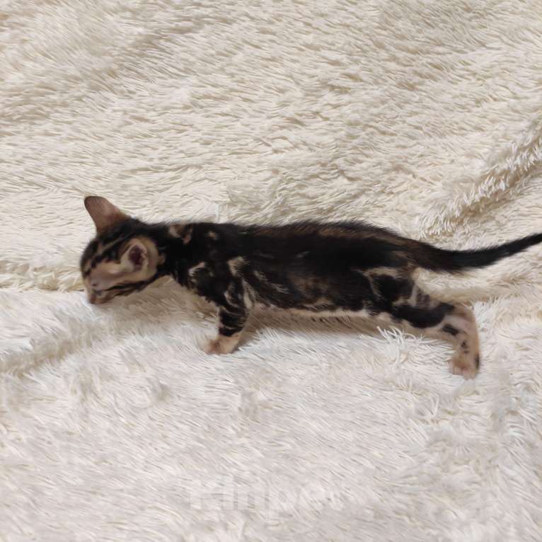 Кошки в Ростове-на-Дону: Бенгальские котята Мальчик, 17 000 руб. - фото 2