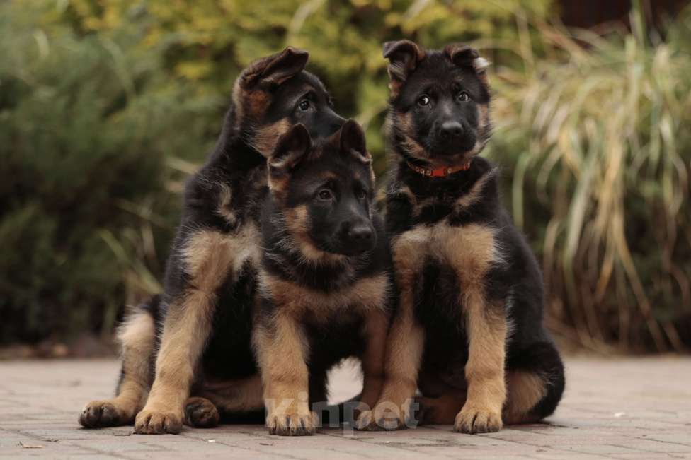 Собаки в Раменском: Перспективный кобель.  Мальчик, 80 000 руб. - фото 6