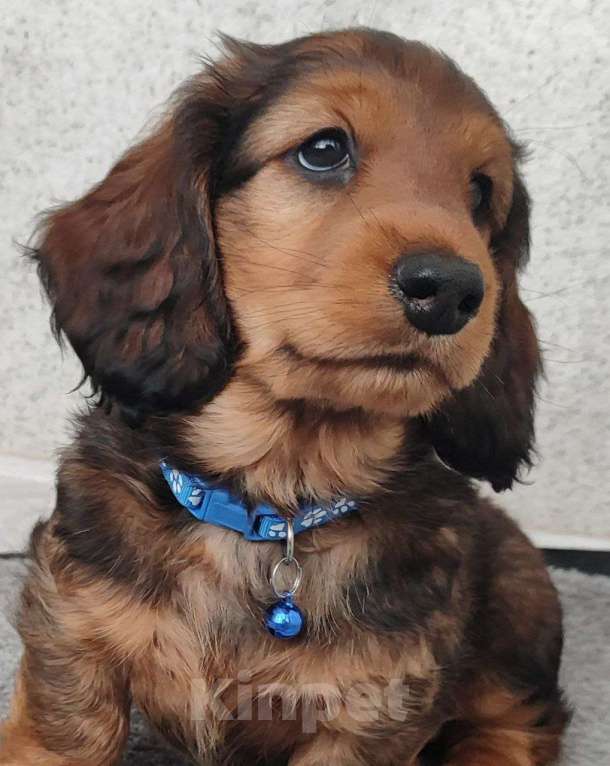 Собаки в Рязани: Предлагаю щенков таксы стандартной длинношерстной от красивой пары чемпионов. Мальчик, 50 000 руб. - фото 6