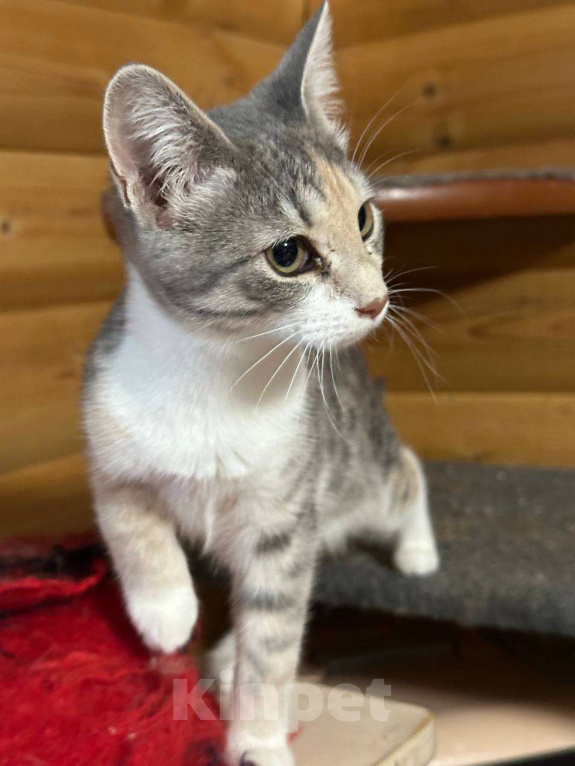 Кошки в Москве: Мия Девочка, Бесплатно - фото 3